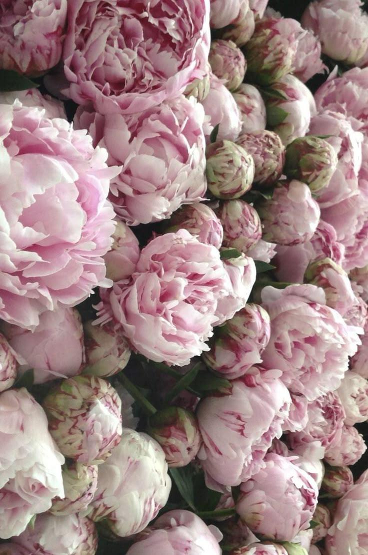 Eternal Spring Symphony Arrangement